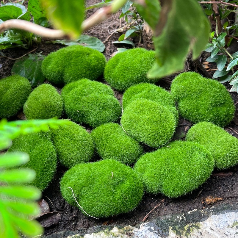 5/30pcs Simulation Moss Stone  - Sphagnum Moss Dry recension och pris