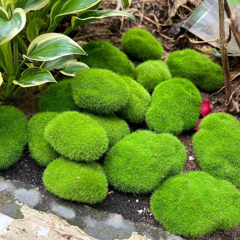 5/30pcs Simulation Moss Stone  - Sphagnum Moss Dry recension och pris