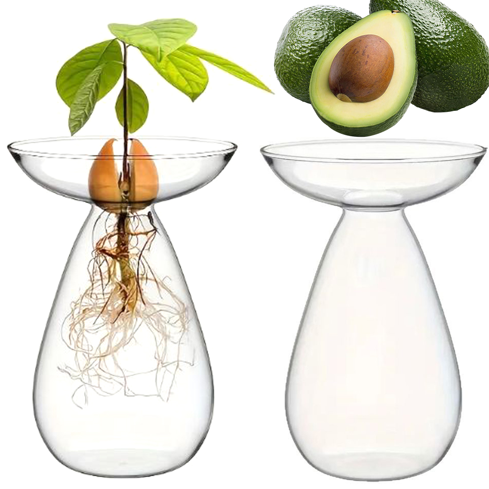 Avocado Seed Starter Vase Tran - Propagation Station Vase recension och pris