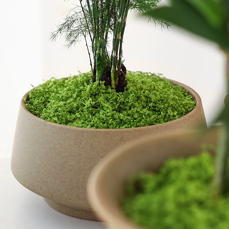 Large Pack Realistic Artificia - Sphagnum Moss Dry recension och pris
